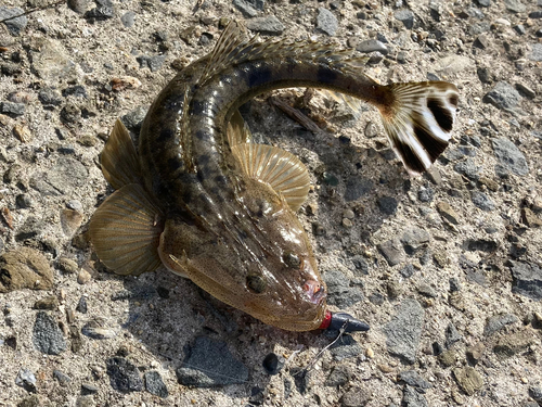 マゴチの釣果