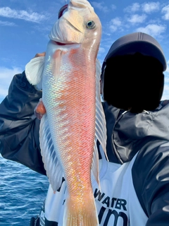 シロアマダイの釣果