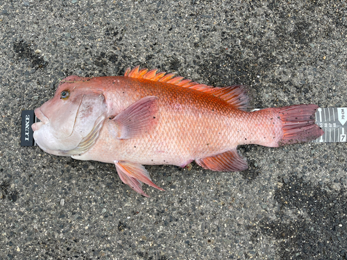 コブダイの釣果