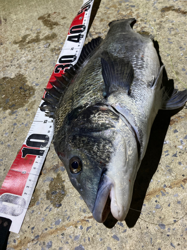 クロダイの釣果