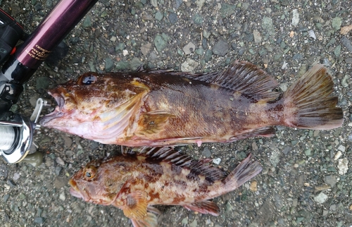 カサゴの釣果