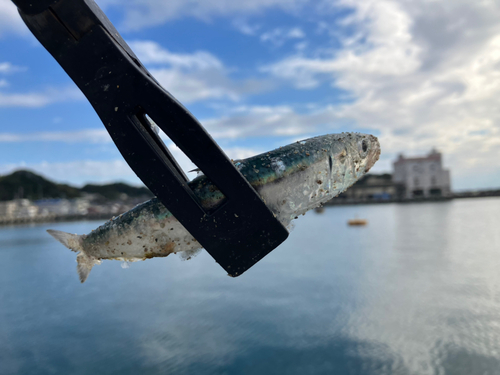 イワシの釣果