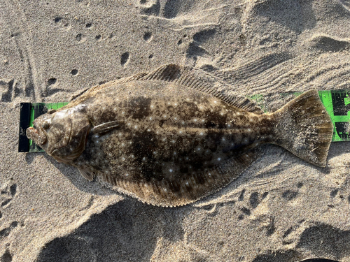 ヒラメの釣果