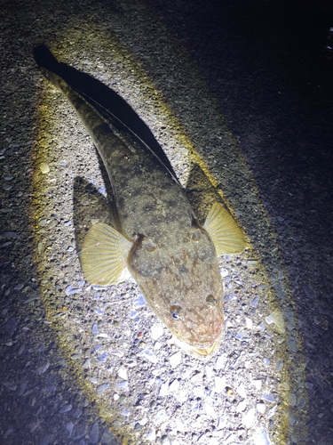 マゴチの釣果