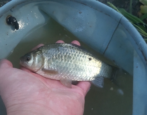 フナの釣果