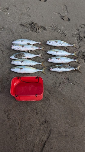 イナダの釣果