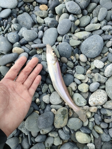 キスの釣果