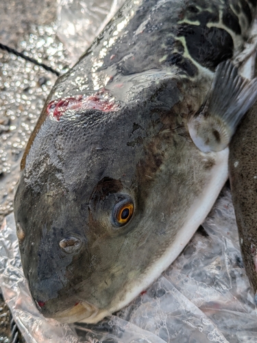 トラフグの釣果