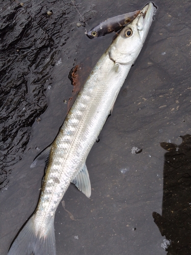 オニカマスの釣果