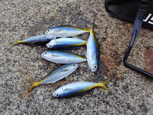 タカベの釣果