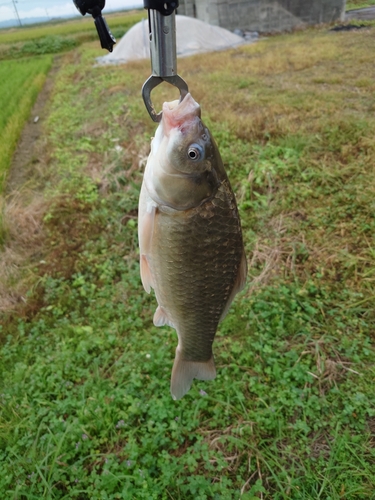 フナの釣果