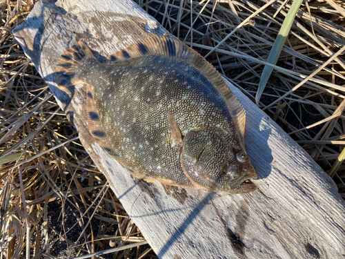 マツカワの釣果