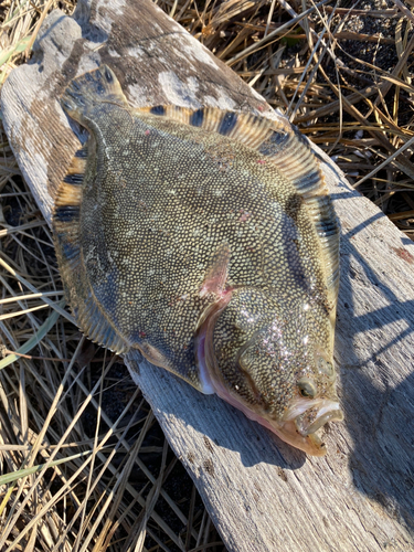 マツカワの釣果