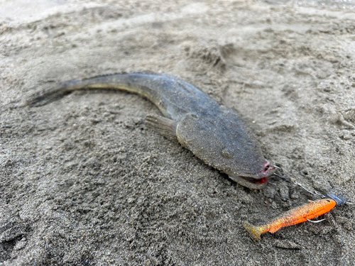 マゴチの釣果