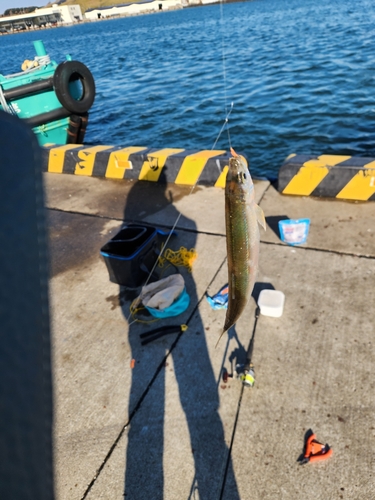 チカの釣果