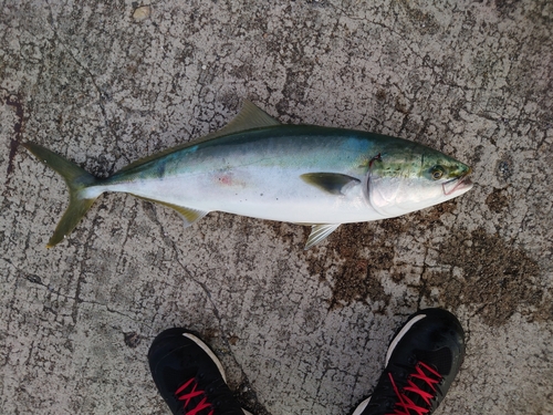 ワラサの釣果