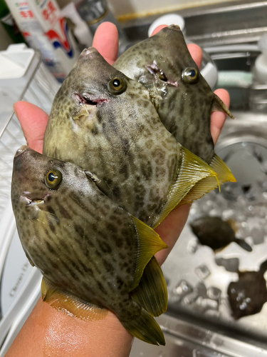 カワハギの釣果