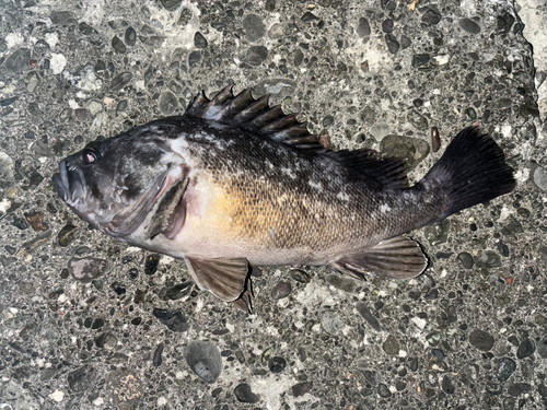 クロソイの釣果