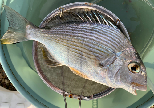 ヘダイの釣果