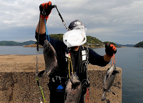 イシガキダイの釣果