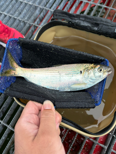 コノシロの釣果