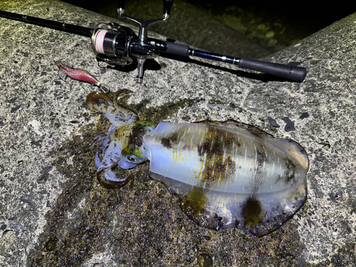 アオリイカの釣果