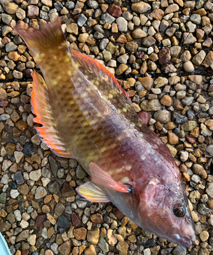 アカササノハベラの釣果