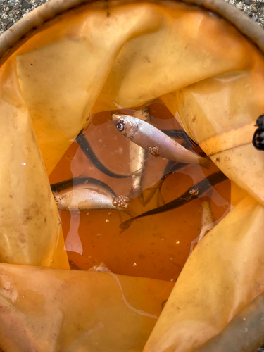 サッパの釣果