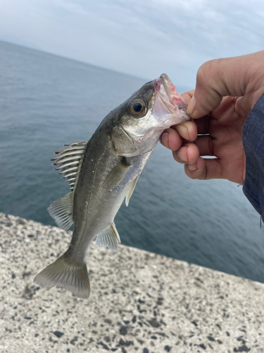 セイゴ（ヒラスズキ）の釣果