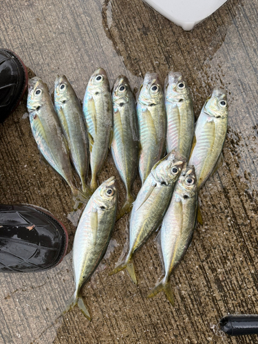 アジの釣果