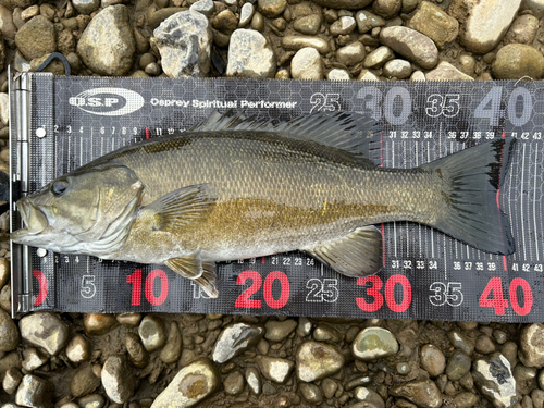 スモールマウスバスの釣果