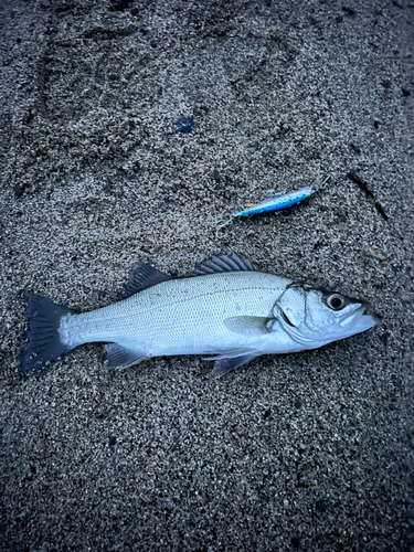 スズキの釣果