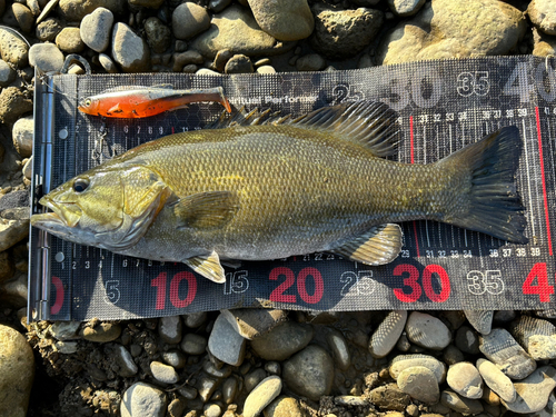 スモールマウスバスの釣果