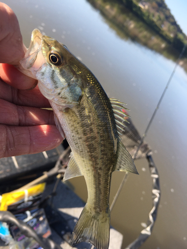 ラージマウスバスの釣果