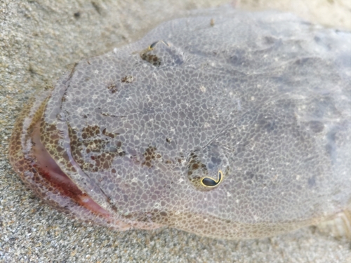 マゴチの釣果