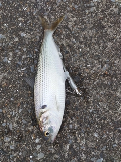 コノシロの釣果