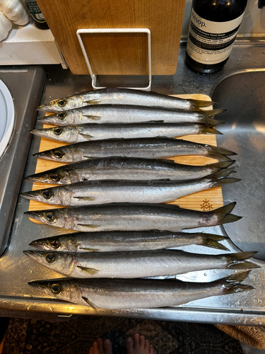 カマスの釣果