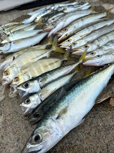 アカカマスの釣果