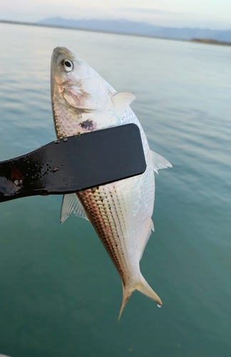 コノシロの釣果