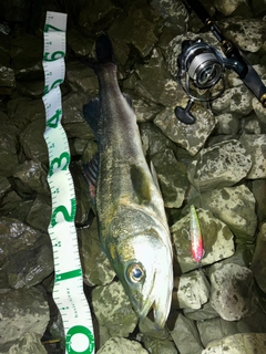 シーバスの釣果