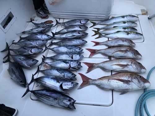 コシナガマグロの釣果