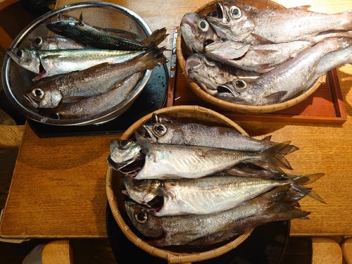 クロムツの釣果