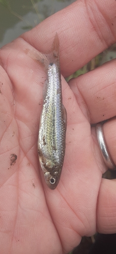 モロコの釣果