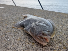 マツカワの釣果