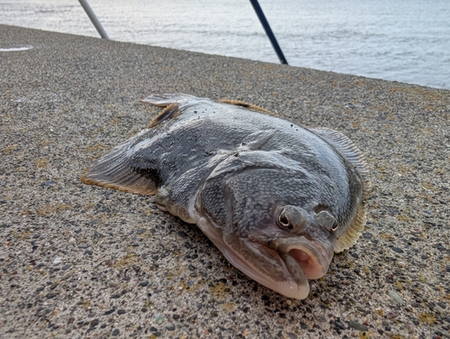 マツカワの釣果