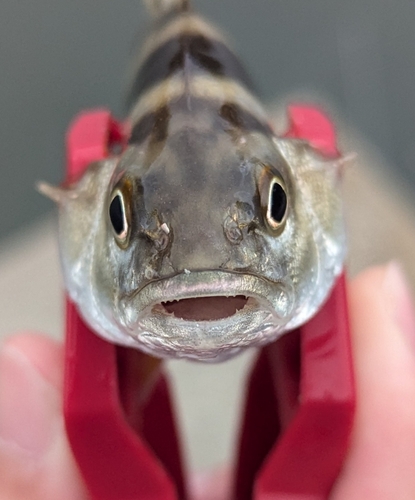 コトヒキの釣果