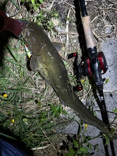 マナマズの釣果