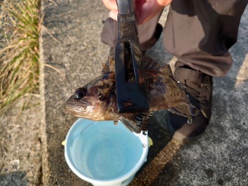 クロソイの釣果