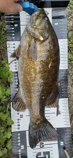 スモールマウスバスの釣果