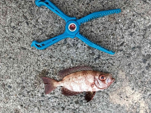 ホウセキキントキの釣果